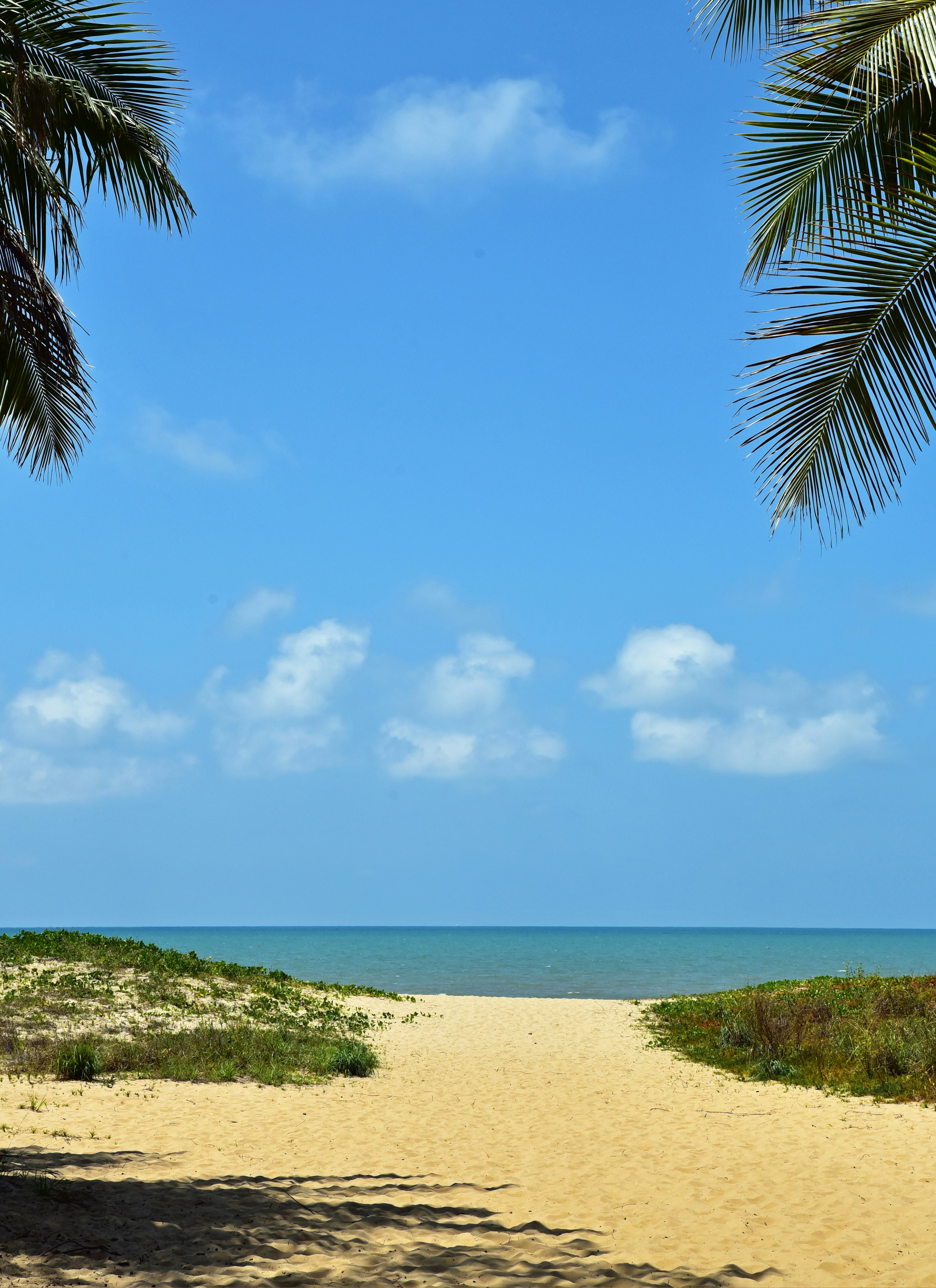 sea and palm trees under blue sky